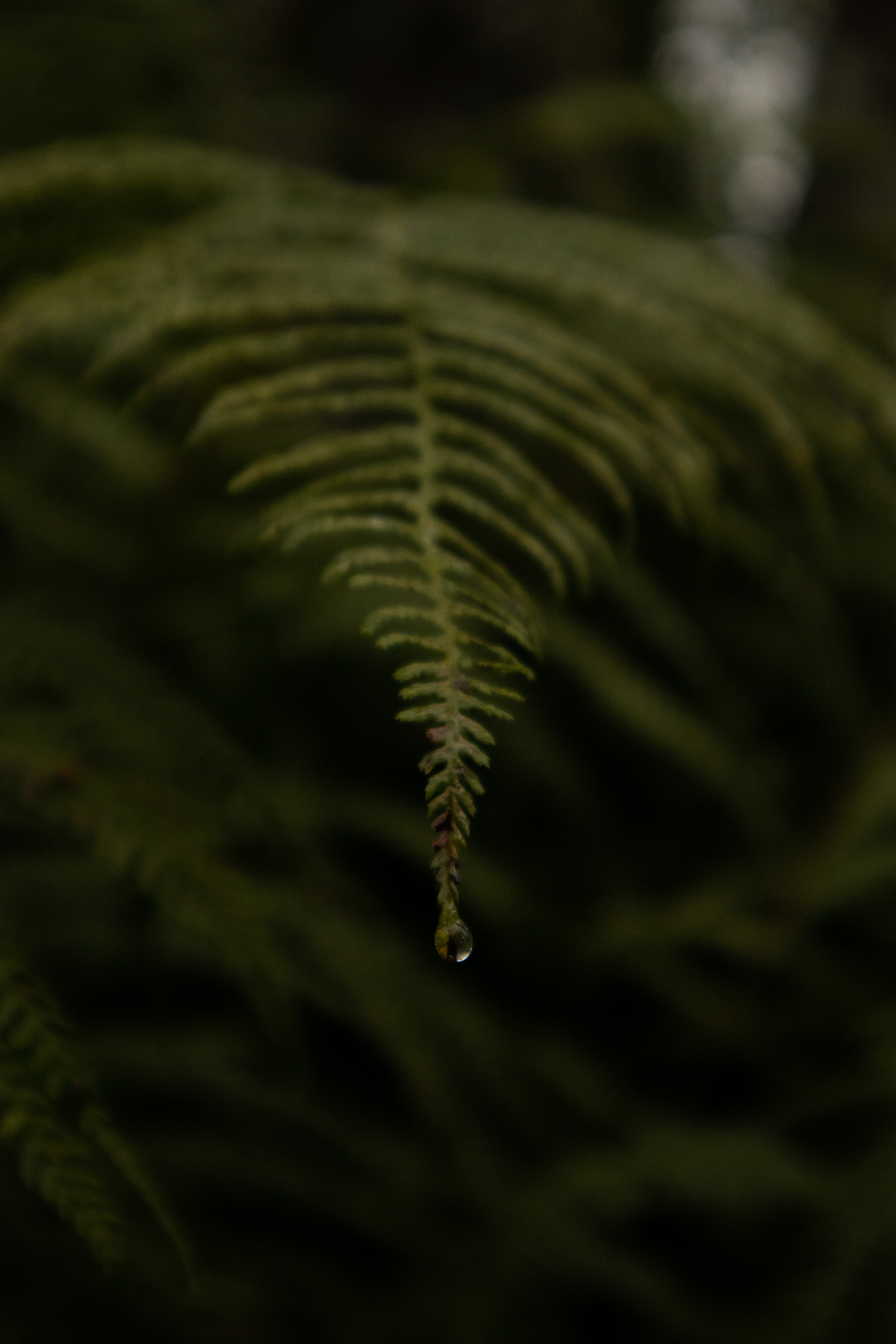 Picture of ferns
